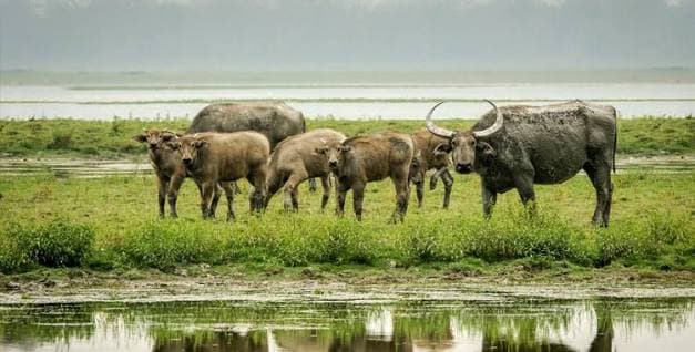 Koshi Tappu, the first wetland in Nepal listed under the Ramsar Convention